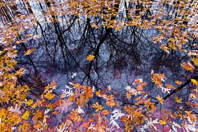 REFLECTIONS IN LEAVES